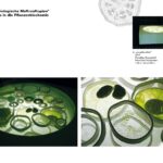 2011_Portfolio_Keramisch Botanisches Beobachtungsprotokoll_Seite_24